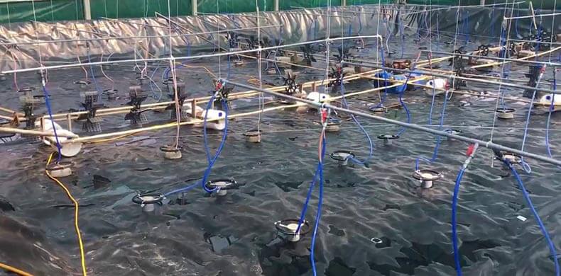 Aquaculture Feed