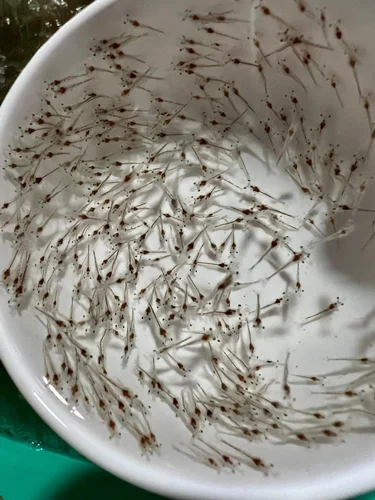 Aquaculture Seed